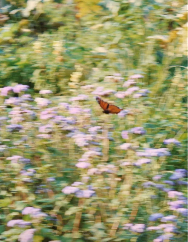 Wildflowers in a Salt Spring field