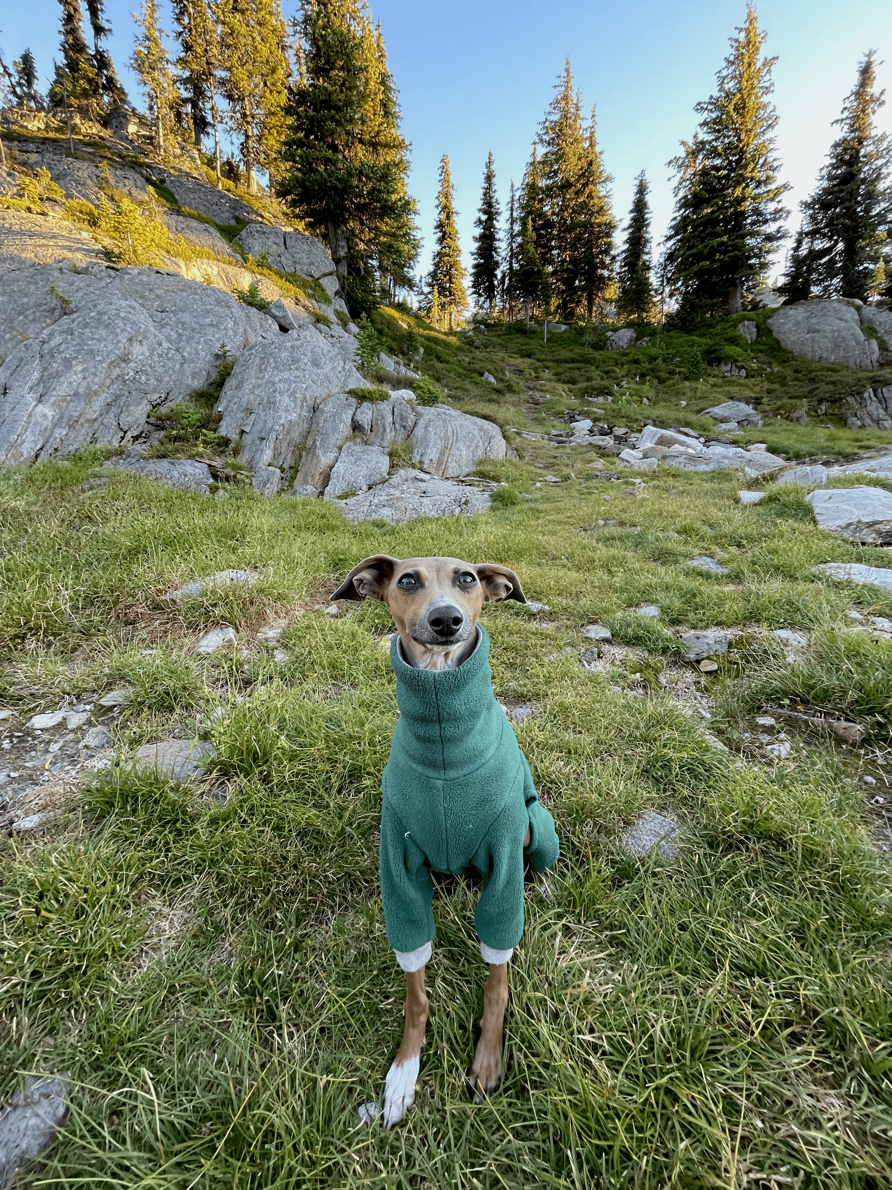 A dog in a green sweater on the rocks